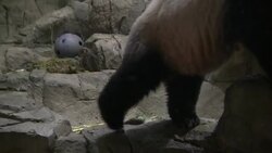 As the Smithsonian's National Zoo prepares for the public debut of the latest panda Bao Bao, members of the media get a preview look at the cuddly cub and her mother. (Jan. 6) News Clip
