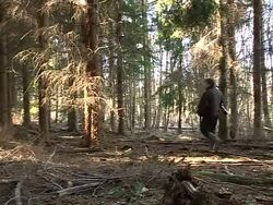 CLEAN: Wild boar bounce back in Britain News Clip