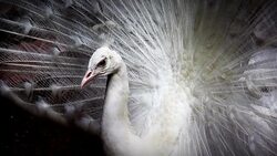 White peacock Stock Footage