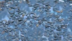 black sesame seeds in blue water Stock Footage