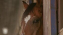 SLO MO Caretaker talking to and petting the bay horse Stock Footage