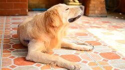 Golden Retriever Dog Scratching His Itchy Skin Stock Footage