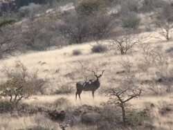 Greater Kudu (Tragelaphus strepsiceros), Groot Berg, Namibia Stock Footage