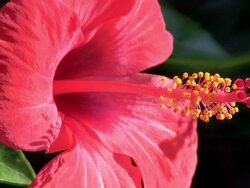  CU Shot of hibiscus flower  / Pollenca, Mallorco Baleric Island, Spain Stock Footage