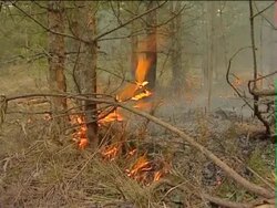 Forest fire. Stock Footage