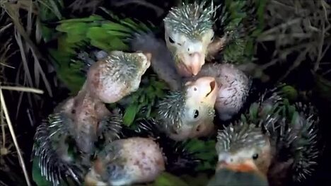 CLEAN : Wildlife Rescue Center saves parrot chicks from trafficking