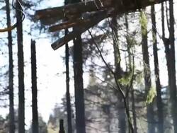Forestry Stock Footage