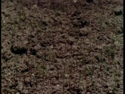 T/L CU Grass growing up from soil Stock Footage