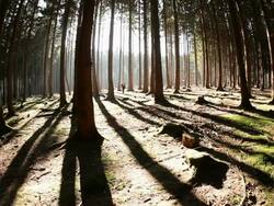  WS Girl walking through fir forest  /  Kastel-Staadt, Rhineland-Palatinate, Germany Stock Footage