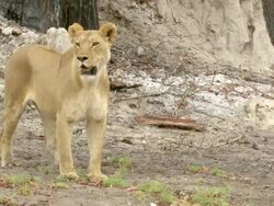 MS Shot of Lioness walking in sand followed by pride / Okavango Delta, North West District, Botswana Stock Footage