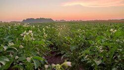 WS DS Field Of Buckwheat Stock Footage