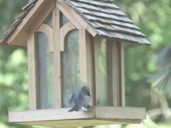 Wild birds 3 - HD 30F Stock Footage