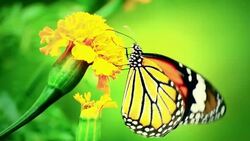 Monarch Butterfly Stock Footage