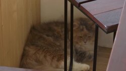 Raccoons, meerkats, foxes and snakes at animal cafes News Clip