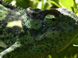 Flap necked Chameleon Stock Footage