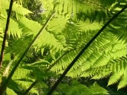 Fern, backlit fern. Stock Footage