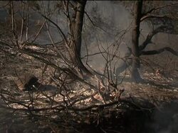Rescue workers search for animals injured in recent forest fires Instructional Video