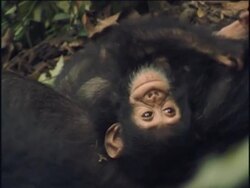 CU, HA, Young chimpanzee (Pan troglodytes) playing with adult, Gombe Stream National Park, Tanzania Stock Footage