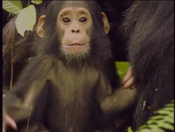 CU, Young chimpanzee (Pan troglodytes) looking at camera, adult in background, Gombe Stream National Park, Tanzania Stock Footage