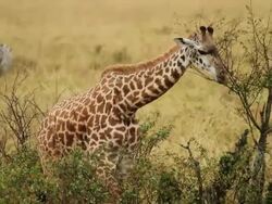 Masai Giraffe (Giraffa camelopardalis tippelskirchi) ats tree leaves Stock Footage