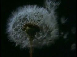 High Speed CU seed dispersal from Dandelion clock, black background Stock Footage