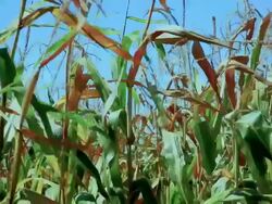 Corn crop Stock Footage