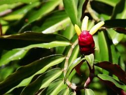 CU Raining to Costus raspberry yogurt flower / Onomea, Big Island,Hawaii, United States Stock Footage