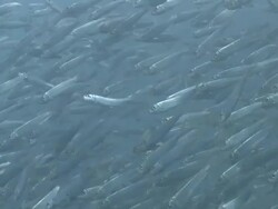 Huge shoal of fish, Southern Visayas, Philippines Stock Footage