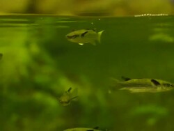 Freshwater fish Stock Footage