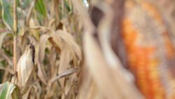 Ear of the corn in field Stock Footage