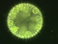 Volvox colony rotating. Volvox colonies are composed of hundreds of green algae cells similar to Chlamydomonas, each cell has 2 whip like flagellae and a red eye spot. Stock Footage