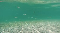 Turquoise underwater stony beach diagonal view Stock Footage