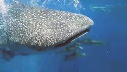 Endangered Species Pelagic Whale Shark (Rhincodon types) swimming with Cobia (Rachycentron canadum) and Diver.  A perfect demonstration of primal instinctive animal behaviour. A symbiotic relationship that ensures their success and survival as a species. Stock Footage