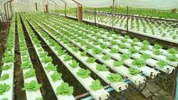 HD : Hydroponic Vegetable Farm Stock Footage