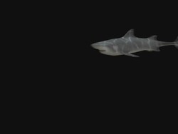 Shark Serie 3 Stock Footage