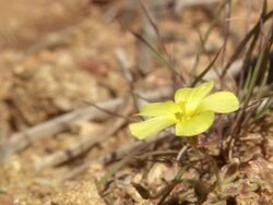 WS View of Single yellow eyed sorrel flower / Namaqualand, Northern Cape, South Africa Stock Footage