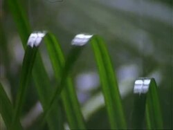 Rain on leaves, MCU pans left.  Panama. Stock Footage