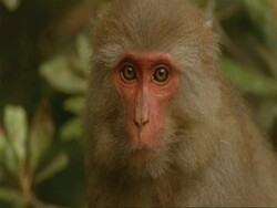 CU Macaque monkey looking to camera, India Stock Footage