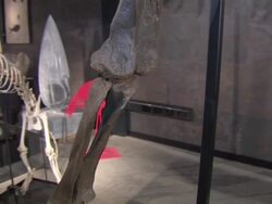 Diplodocus skeleton 'Misty' sold at auction News Clip