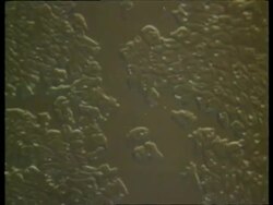 T/L slime mould on garden soil, aggregation in response to cyclic AMP Stock Footage