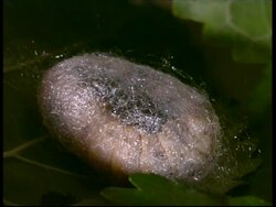 Silkworm, Bombyx mori,  head spins silk inside transparent silk cocoon, preparing for chrysalis stage, MS, Israel Stock Footage