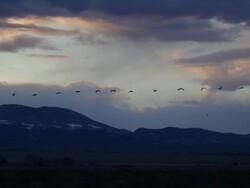 HD video Sandhill Cranes fly past Colorado mountain sunset Stock Footage