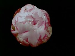 T/L pink and white Paeony flower opens, black background Stock Footage