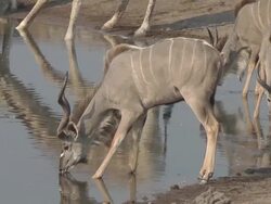 kudu drinking Stock Footage