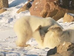 MS ZI SLO MO Two polar bears playing and fighting with each other / Churchill, Manitoba, Canada Stock Footage