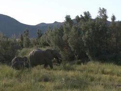 Desert Elephants (Loxodonta africana) with two calves, Ugab River Basin, Namibia: desert-dwelling population of African Bush Elephant though not distinct subspecies Stock Footage
