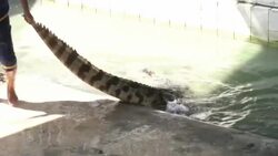Crocodile Wrestling in Thailand Stock Footage