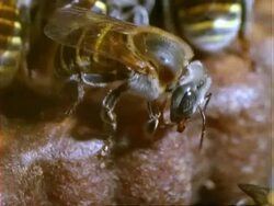 Melipona compressipes Bee, CU bee regurgitating nectar, Panama, Central America Stock Footage