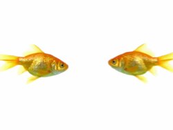 Fish Kiss 1080p Stock Footage