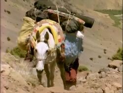 MS Heavily laden horse walking up rocky path, to camera, Morocco, Africa Stock Footage
